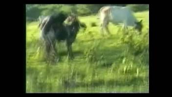 Deviant ebony dude screws a cute pale mare in doggy position