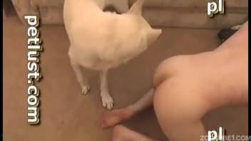 Homosexual man receiving anal penetration from an attractive white canine