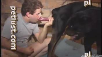 Guy into bestiality performs oral sex on a furious black pup
