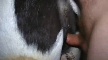 Burly guy banging a mare's wet cunt from the rear