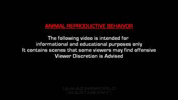 Pair of ranch horses enjoy incredible and fierce animal sex
