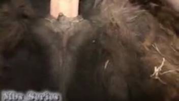 Barnyard creature is vigorously fucked by a guy's cock in doggystyle position