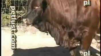 Guy messing around with a hot cow in front of the camera