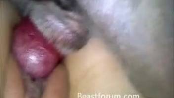 Bald pussy whore being screwed by a filthy mutt
