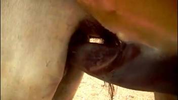 Filming horses having sex gets the cameraman turned on