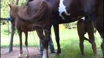 Stallion with an erect dick pounding a snug Hispanic chick