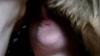 Wavy-haired hottie deep-throating a canine's cock