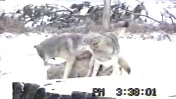 Wolves mating send this aroused animal enthusiast into a frenzy
