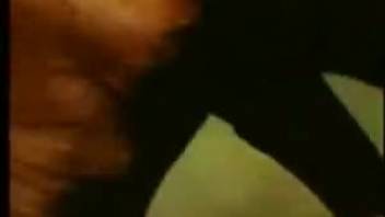 Steeds banging arouses curiosity in the lustful animal park fan