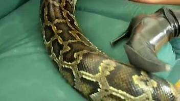 Busty babe is giving head to a throbbing cock and banging a huge snake