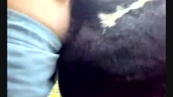 Aroused guy screws a cow and ejaculates inside her