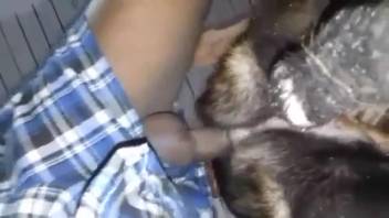 Guy deeply penetrates canine and ensures to record the deed
