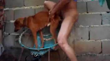 Aroused guy intensely pounds small canine in kinky situations