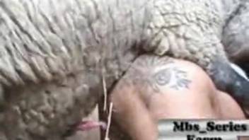 Film depicting sheep intercourse with an attractive woman
