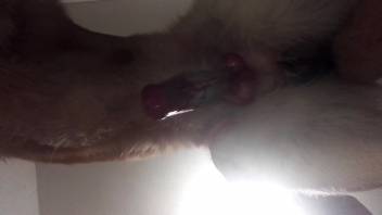 Excited guy eagerly wants to feel the dog's cock in his butt
