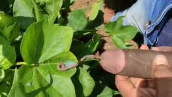 Guy strokes and pleasures himself with a massive parasite in his penis