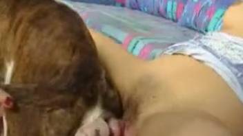 Busty brunette with large breasts sucks the throbbing cock of her well-trained dog