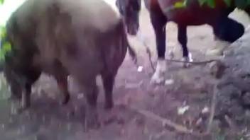 Pair of beasts joyfully screwing in a steamy adult clip