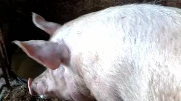 Horny guy craves to bang his pet and cum inside