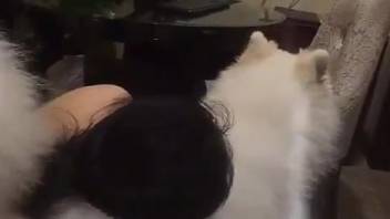 Alluring dark-haired woman is screwed by a steamy white dog