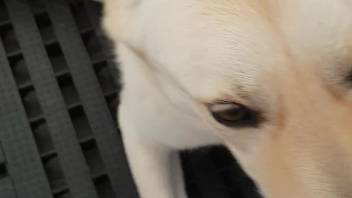 Stunning bestiality dick being tongued by a pupper