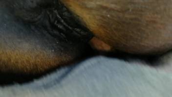 Dude ravages a mare's steamy pussy in a first-person smut flick