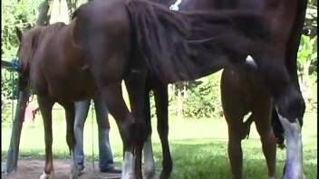Open-air oral sex from a perverted, equine-obsessed Latin woman