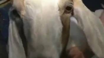 Guy bangs a goat's vagina with his enormous cock