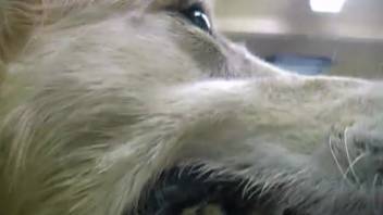 Two voluptuous women are having sex with a dog in the garage