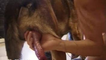 Sexy bombshell devours a massive Doberman's member in close-up footage