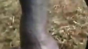 Horse cum