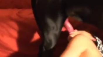 Dark-haired vixen can't resist savoring that canine's cock