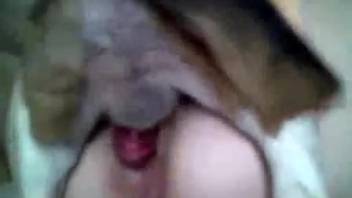 Charming dappled hound smoothly penetrates her narrow cunt in a close-up shot.