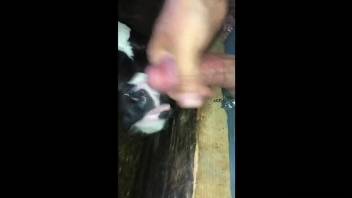orgasm