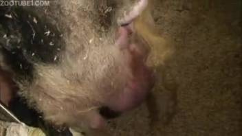 Rancher with erect cock screws his adorable beast from behind in canine position